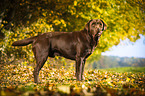standing Labrador Retriever