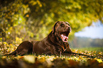 lying Labrador Retriever