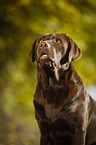 Labrador Retriever Portrait