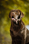 Labrador Retriever Portrait