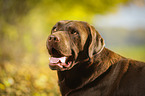 Labrador Retriever Portrait
