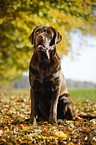 sitting Labrador Retriever