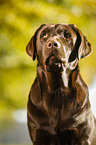 Labrador Retriever Portrait