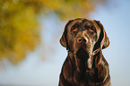 Labrador Retriever Portrait