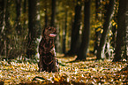 sitting Labrador Retriever