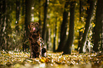 sitting Labrador Retriever