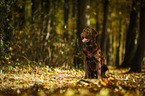 sitting Labrador Retriever