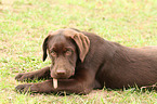 Labrador Retriever Puppy