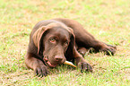 Labrador Retriever Puppy