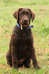 Labrador Retriever Puppy