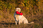 sitting Labrador Retriever