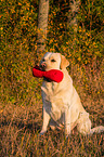 sitting Labrador Retriever