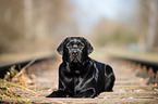 lying Labrador Retriever