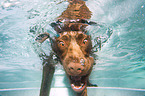diving Labrador Retriever