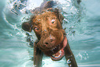 diving Labrador Retriever