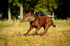 Labrador on rabbit hunt