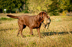 Labrador on rabbit hunt