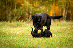 Labrador Retriever Puppy
