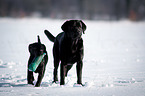 young Labrador Retriever