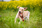 running Labrador Retriever