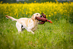 running Labrador Retriever