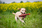 running Labrador Retriever