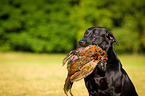 Labrador Retriever Portrait