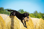 Labrador Retriever at hare hunting