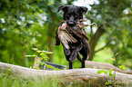 jumping Labrador Retriever