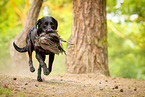 running Labrador Retriever
