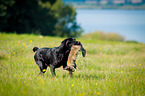 Labrador Retriever at hare hunting