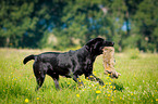 Labrador Retriever at hare hunting
