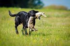 Labrador Retriever at hare hunting