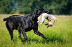 Labrador Retriever at hare hunting