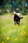 Labrador Retriever at hare hunting