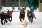 running Labrador Retriever