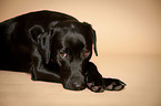 lying Labrador Retriever