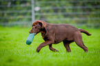 running Labrador Retriever