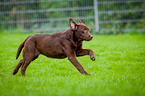 running Labrador Retriever