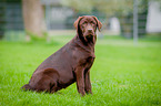sitting Labrador Retriever