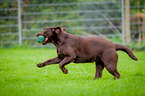 running Labrador Retriever