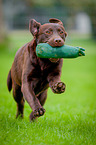running Labrador Retriever