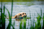 Labrador Retriever at the water