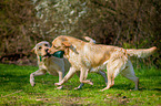 trotting Labrador Retriever