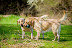 Labrador Retriever