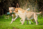 trotting Labrador Retriever