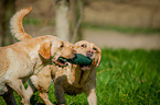 Labrador Retriever at the water