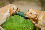 Labrador Retriever Portrait