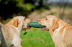 Labrador Retriever Portrait