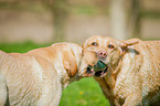 Labrador Retriever Portrait